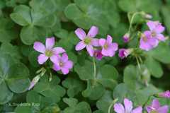 Oxalis dehradunensis